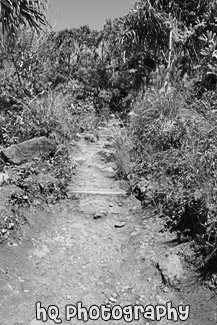 On the Kalalau Trail black and white picture