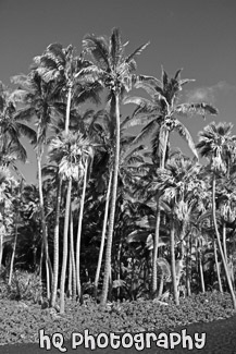 Punaluu Black Sand Beach black and white picture