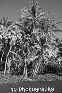 Black Sand Beach at Punaluu, Big Island black and white picture