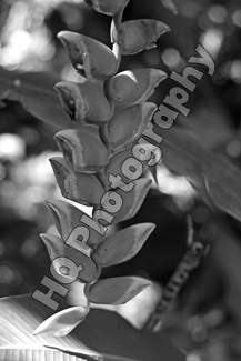 Flower in Hawaii black and white picture