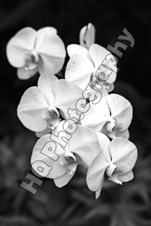 White Flowers in Hawaii black and white picture