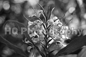 Flowers in Hawaii black and white picture