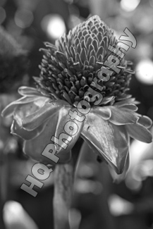 Red Hawaiian Flower black and white picture