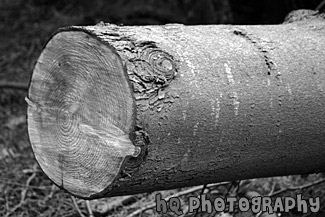 Close up of a Log black and white picture