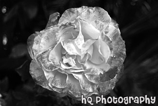 Colorful Shades of Pink Flower black and white picture