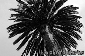 Looking Up at Palm Tree black and white picture