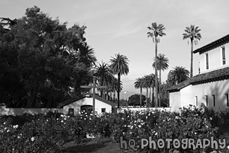 Beautiful Palms of Santa Clara University black and white picture