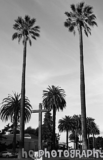 Tall Palm Trees & Cross