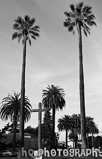 Tall Palm Trees & Cross black and white picture