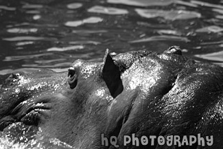 Hippopotamus Face black and white picture