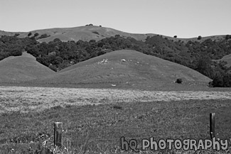 Marin County Landscape of Hills black and white picture