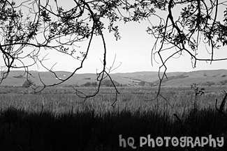 Point Reyes Landscape Scene black and white picture