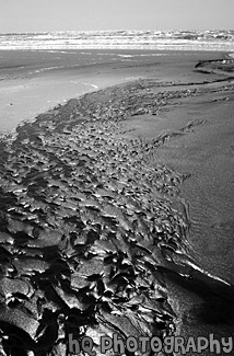 Kehoe Beach Sand & Waves black and white picture