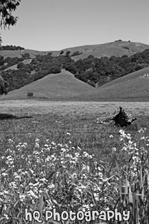 Beautiful Marin County Landscape black and white picture