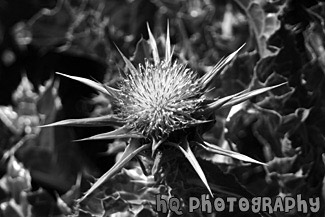 Winged Thistle - Californian Purple Wildflower black and white picture