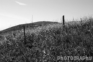 California Yellow Wildflowers black and white picture