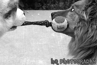 Dogs Playing Tug-of-War black and white picture