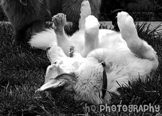 Upside Down Husky Dog black and white picture