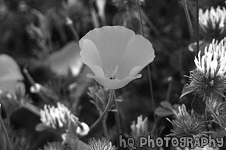 California Orange Poppy black and white picture