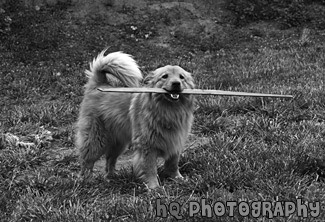 Dog Biting a Stick black and white picture