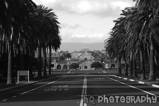 Stanford University from Palm Drive black and white picture