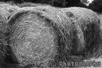 Bundles of Hay black and white picture