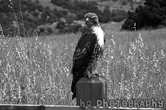 Hawk on Post black and white picture