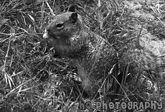 Close up of a Squirrel black and white picture