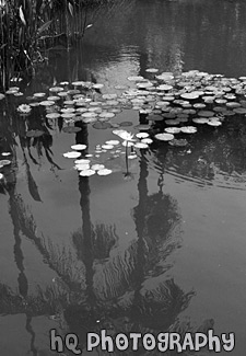 Lilly, Pond & Palm Tree Reflection black and white picture