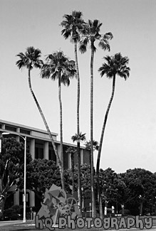 Downtown Beverly Hills, California Palm Trees black and white picture