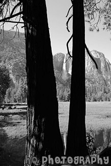 Yosemite Falls & Reflection Through Trees black and white picture