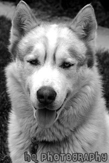 Siberian Husky Close Up black and white picture