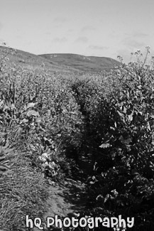 Hiking Through Marin County Wildflowers black and white picture