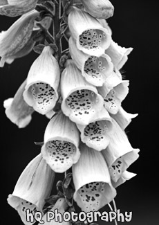 Foxglove Washington State Wildflower black and white picture