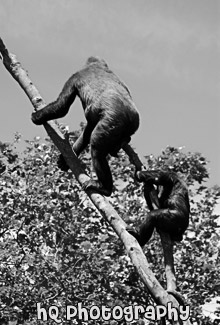 Two Gorillas on Tree Branch black and white picture