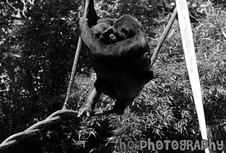 Two Gorillas Hugging on Branch black and white picture