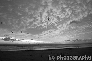 Seaside, Oregon Sunset & Birds black and white picture