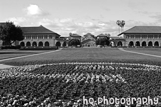 Stanford Oval & Memorial Court black and white picture