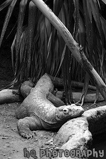 Komodo Dragon Lizard black and white picture