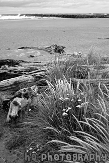 Discovery Point : Oregon Coast & Beach black and white picture