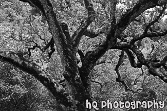 Mossy Tree Close Up black and white picture