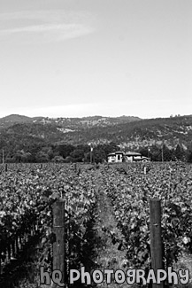 Napa Valley Cakebread Cellars Vineyard black and white picture