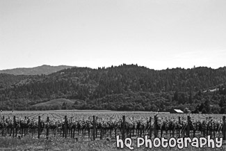 Napa Valley, California black and white picture