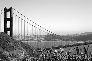 Golden Gate Bridge & Flowers black and white picture