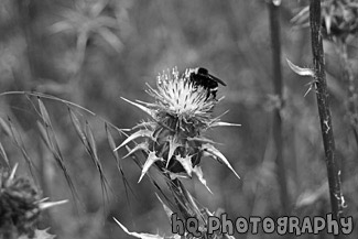 Bee on Winged Thistle Wildflower black and white picture