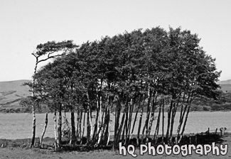 Point Reyes Trees black and white picture