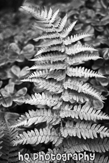 Green Fern black and white picture