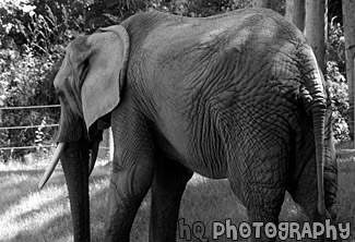 African Elephant black and white picture