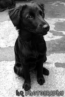 Black Lab Puppy Sitting black and white picture