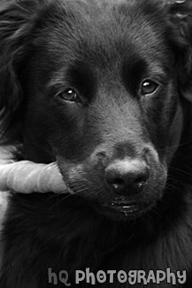 Close Up Black Lab Puppy black and white picture